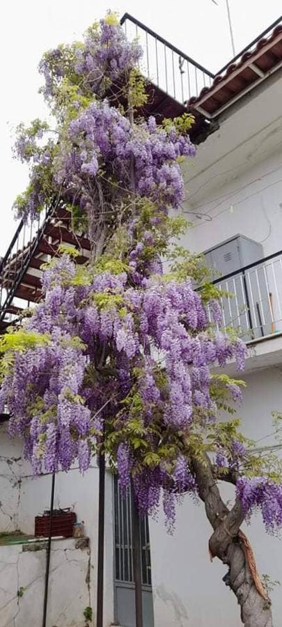 Vacation House Dionysia Villa Aigio Exterior photo
